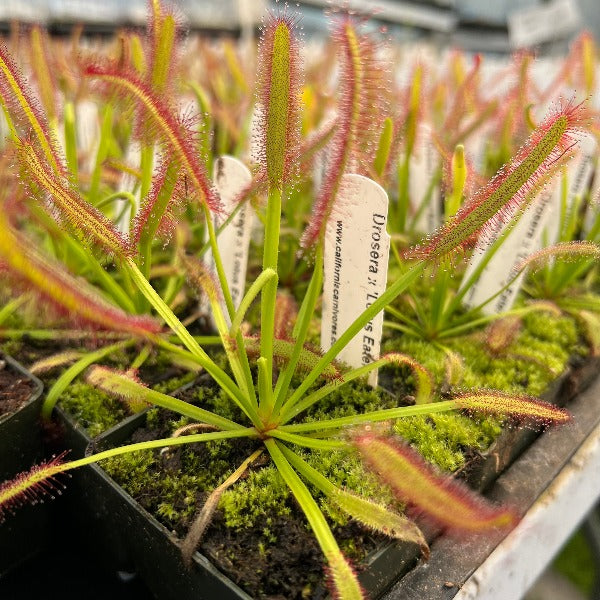 Drosera Lotus Eater Sundew