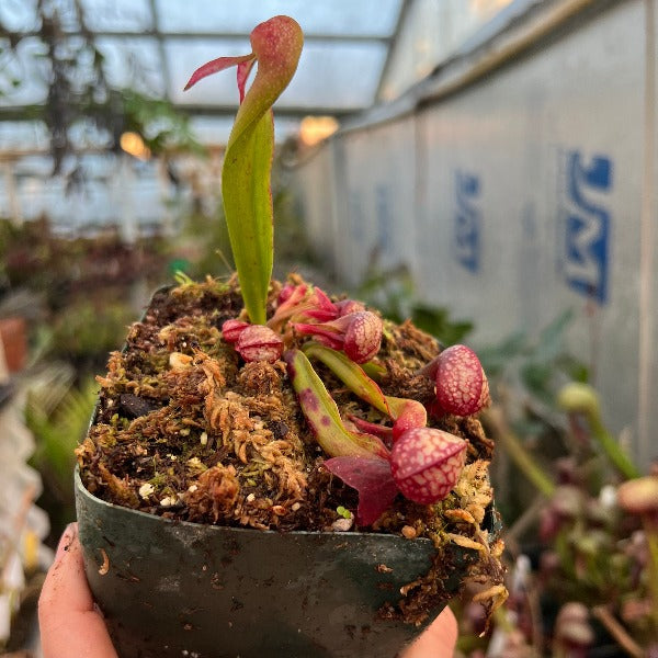 Darlingtonia californica