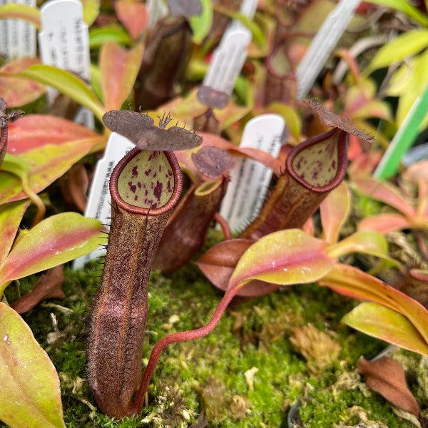 Nepenthes ramispina x robcantleyi Potted