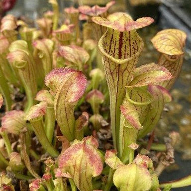 Sarracenia oreophila v. ornata Potted