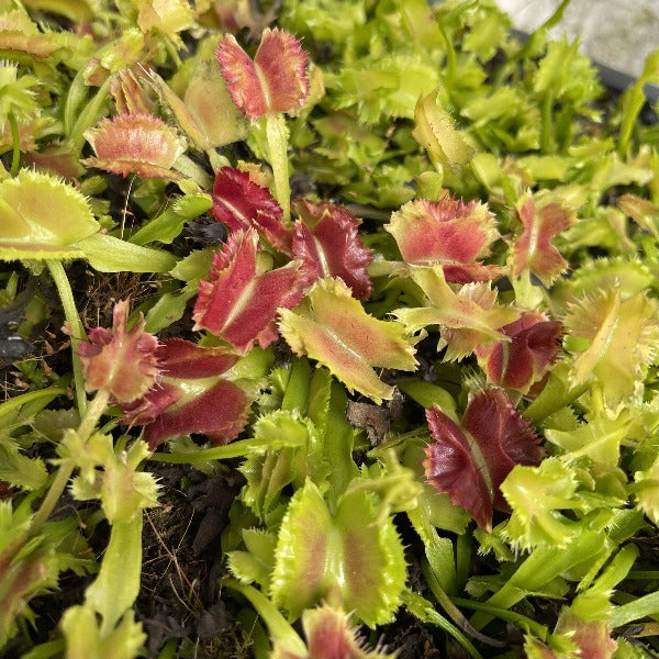 Dionaea Biohazard