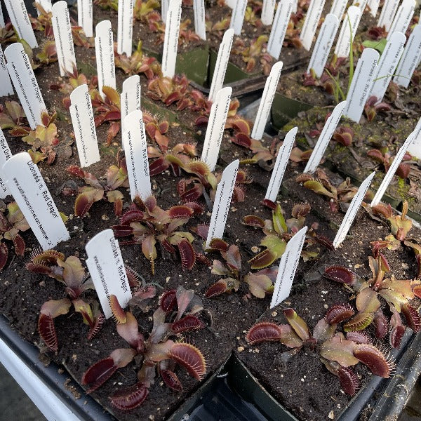 Dionaea Red Dragon
