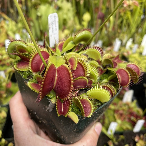 Dionaea Bimbo