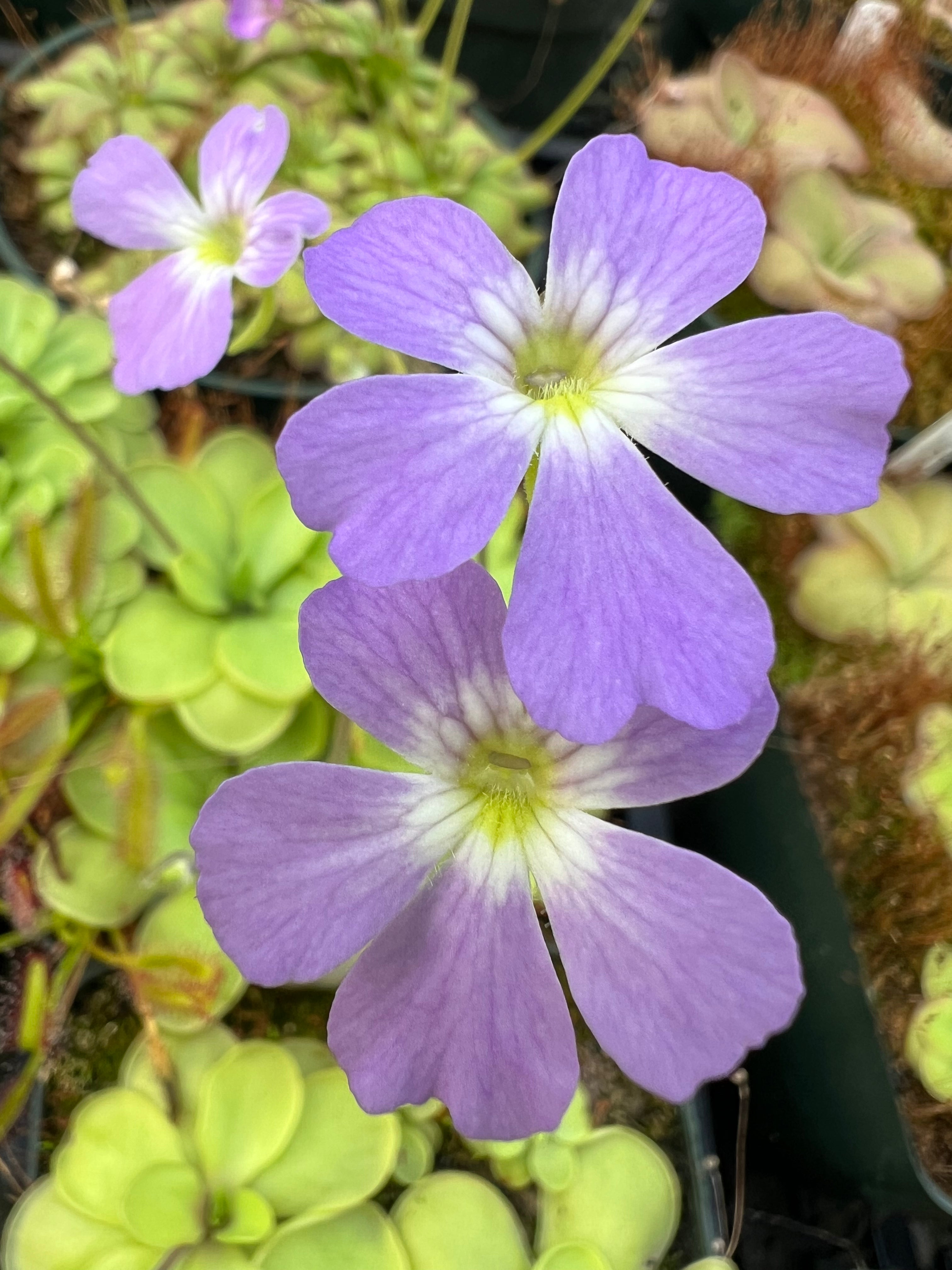 Pinguicula x “Primrose Path” BARE ROOT