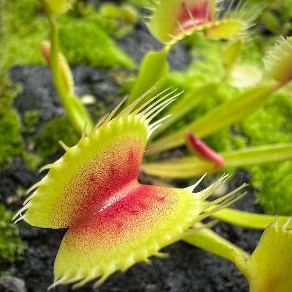 Dionaea B01