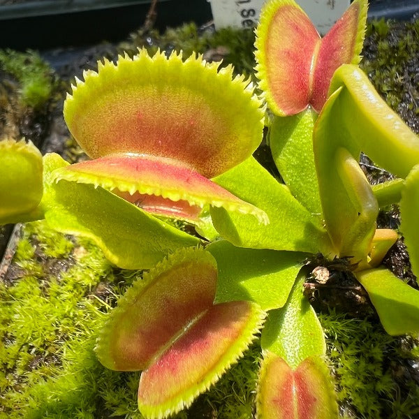 Dionaea Dentata