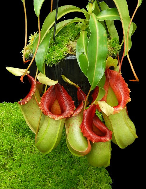 Nepenthes veitchii x ventricosa Potted