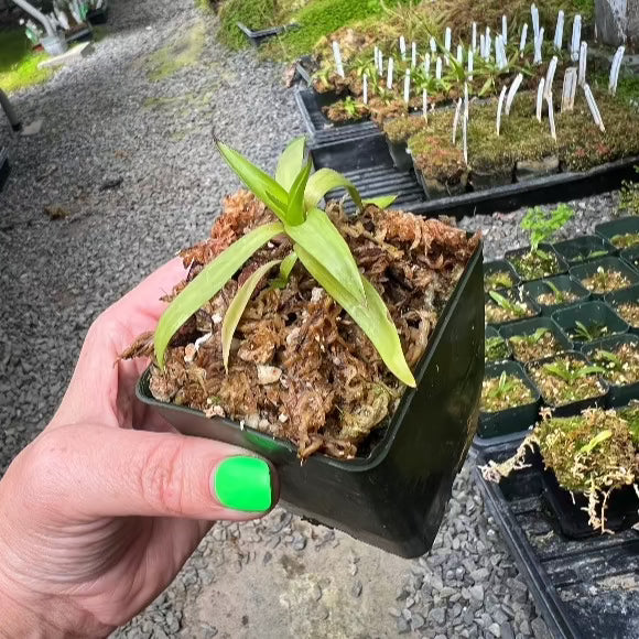 Disa California Gold