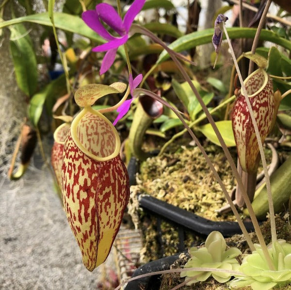 Nepenthes glabrata CalCarn Clone Potted