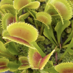 Dionaea sunrise