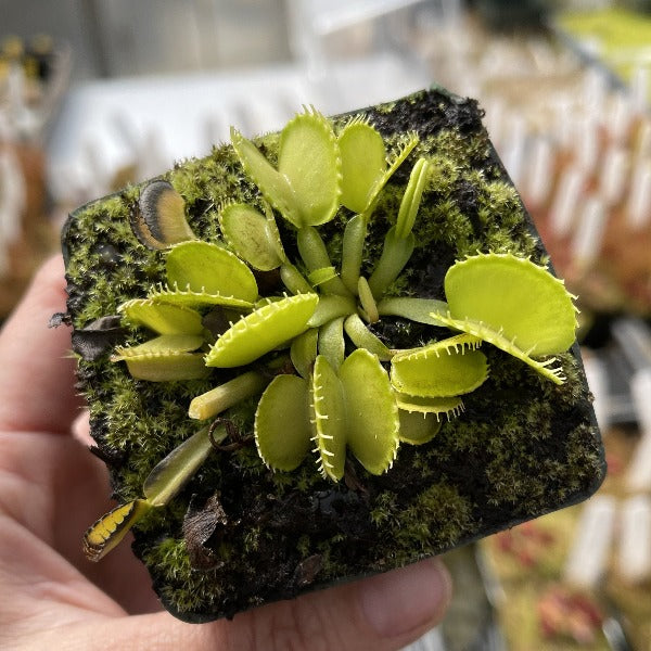 Dionaea harmony