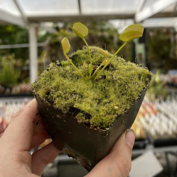 dionaea korean melody shark