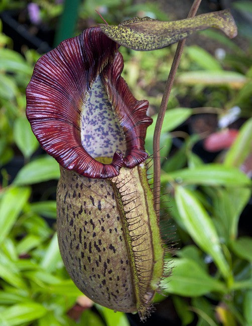 Nepenthes spathulata x spectabilis Potted