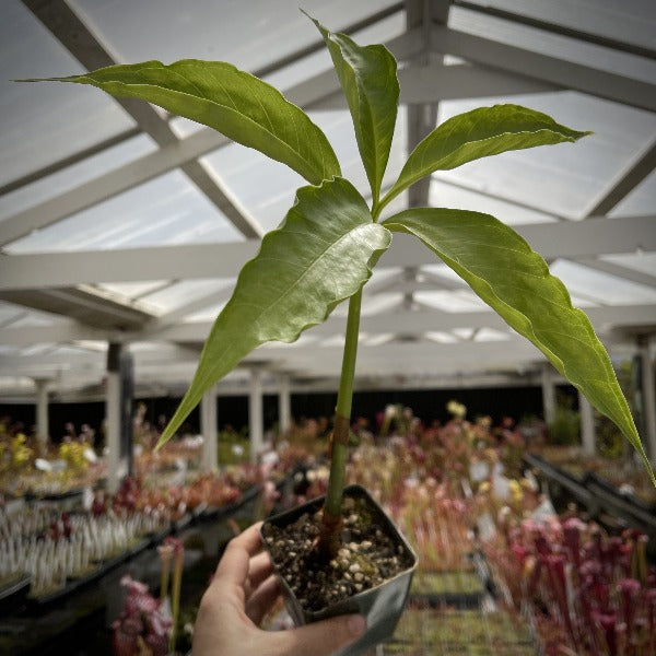 amorphophallus titanum