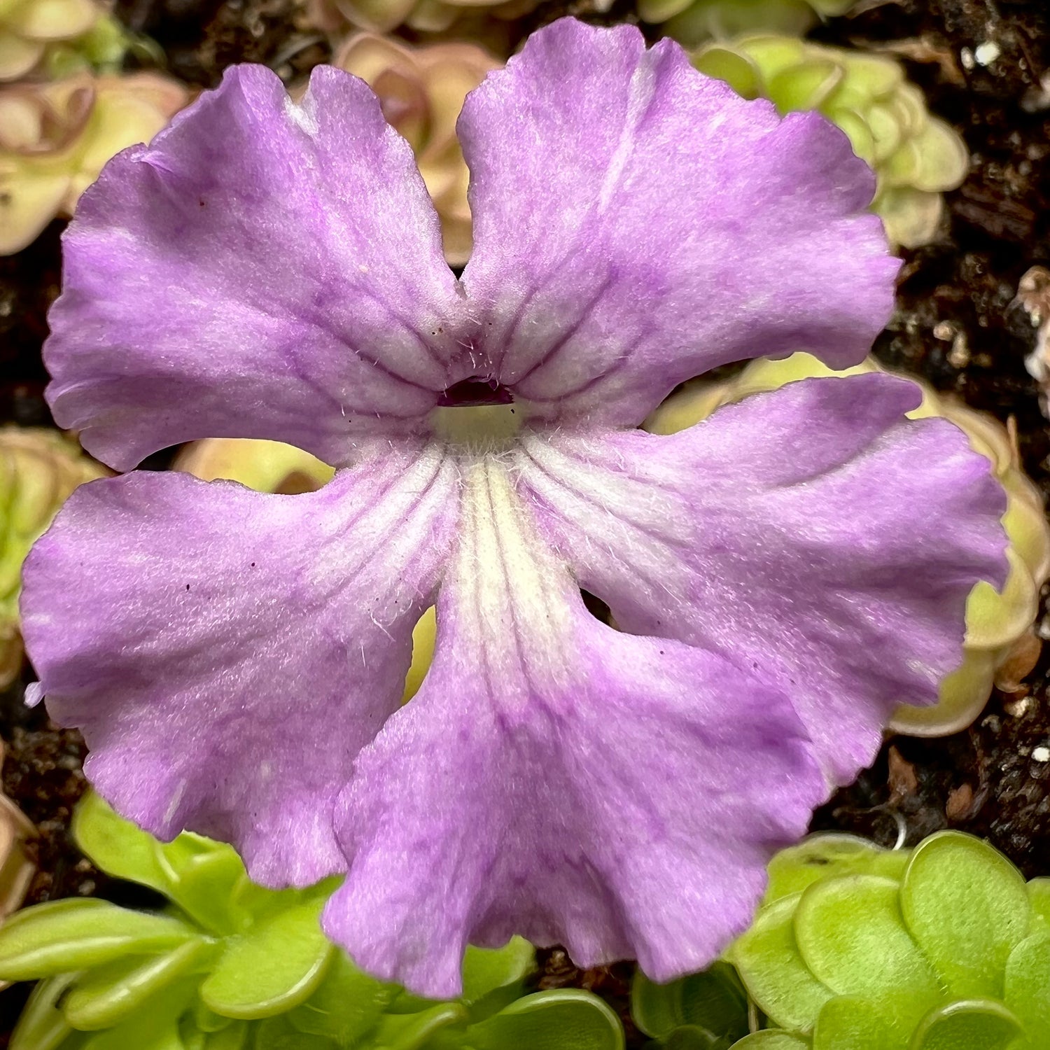 Pinguicula x 'Hanka' BARE ROOT