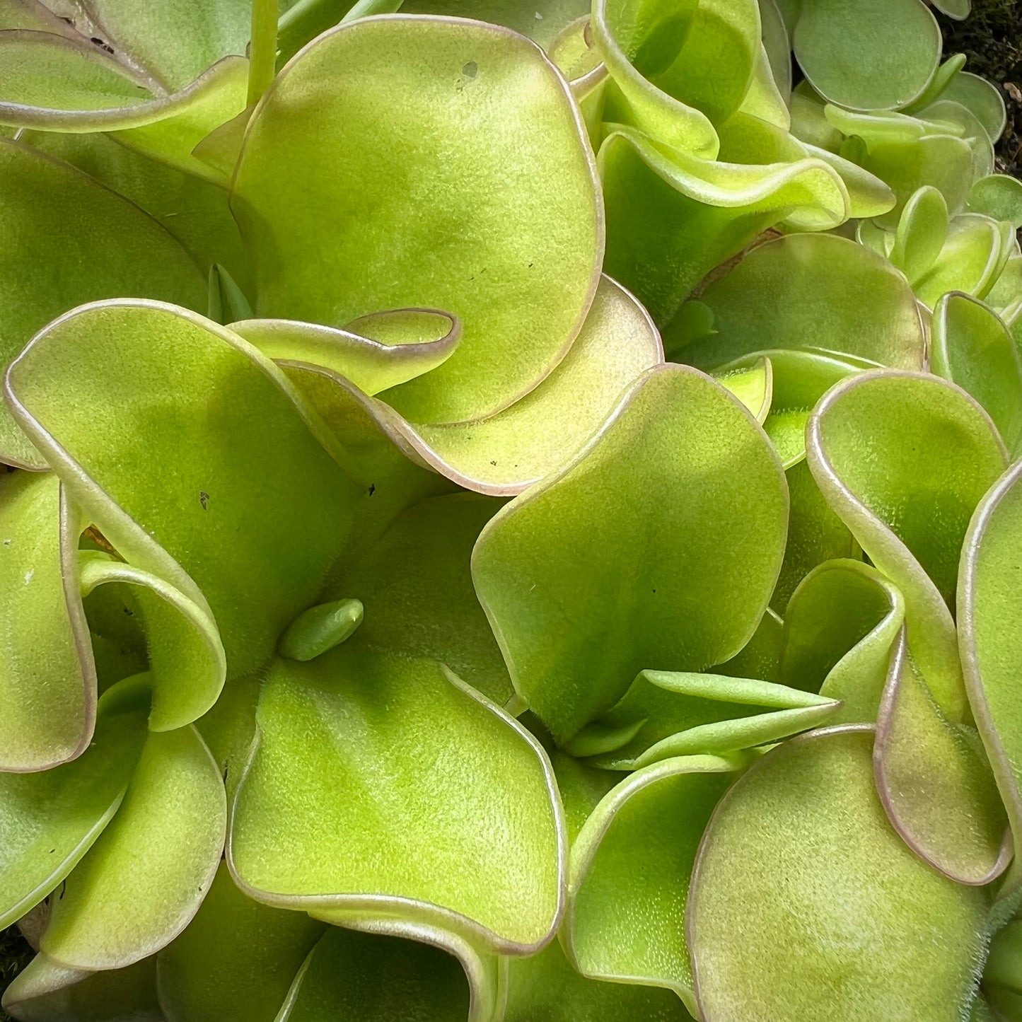 Pinguicula x ‘Dusky Heart’ BARE ROOT