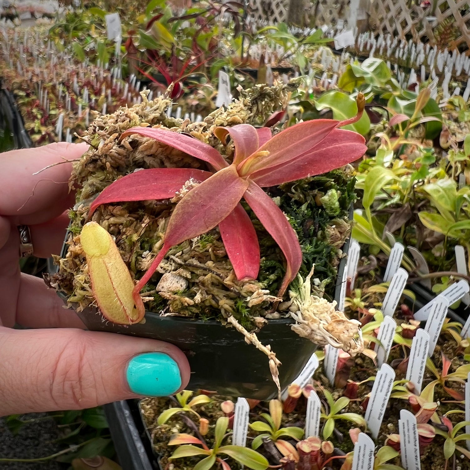 Nepenthes spectabilis ‘Giant’ Gunung Perkinson Potted