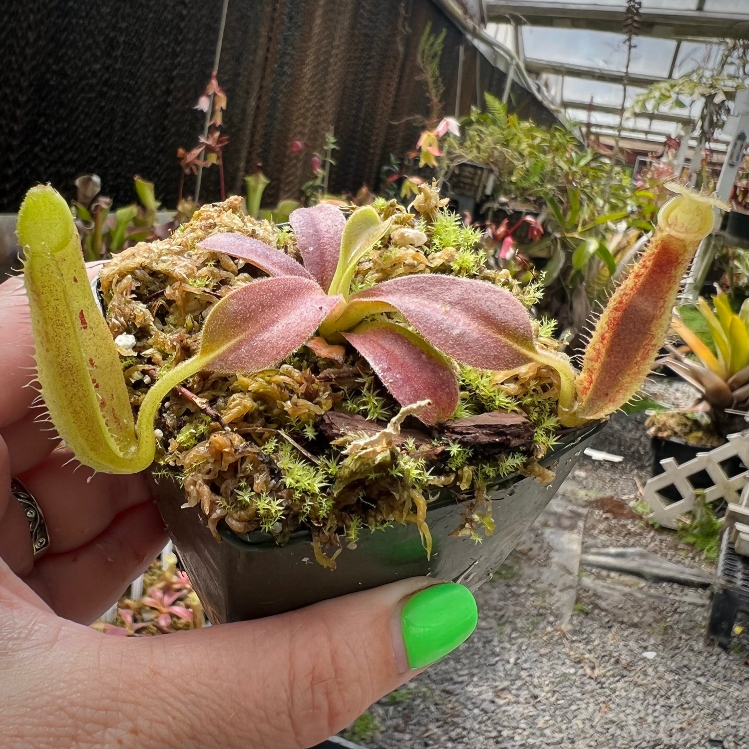 Nepenthes spathulata x platychila Potted