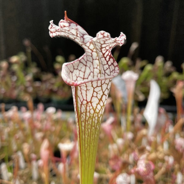 Sarracenia leucophylla "Okaloosa, FL" Potted