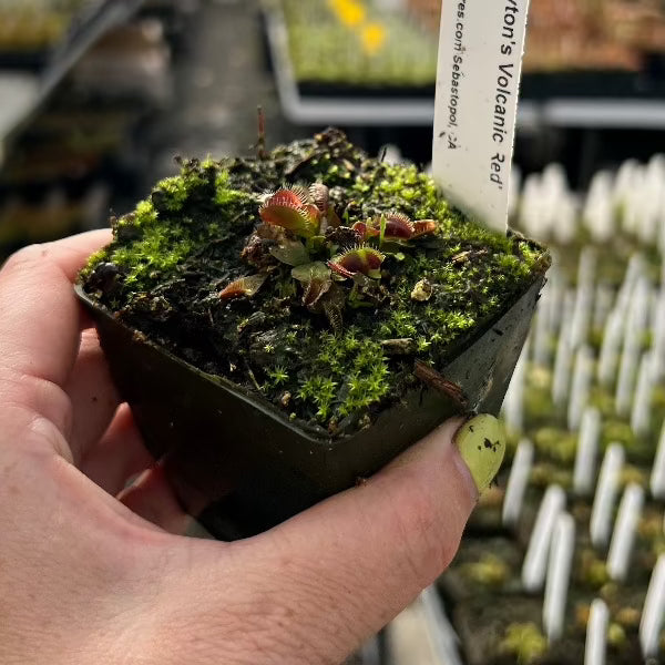 Dionaea Claytons Volcanic Red