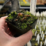 Dionaea Claytons Volcanic Red