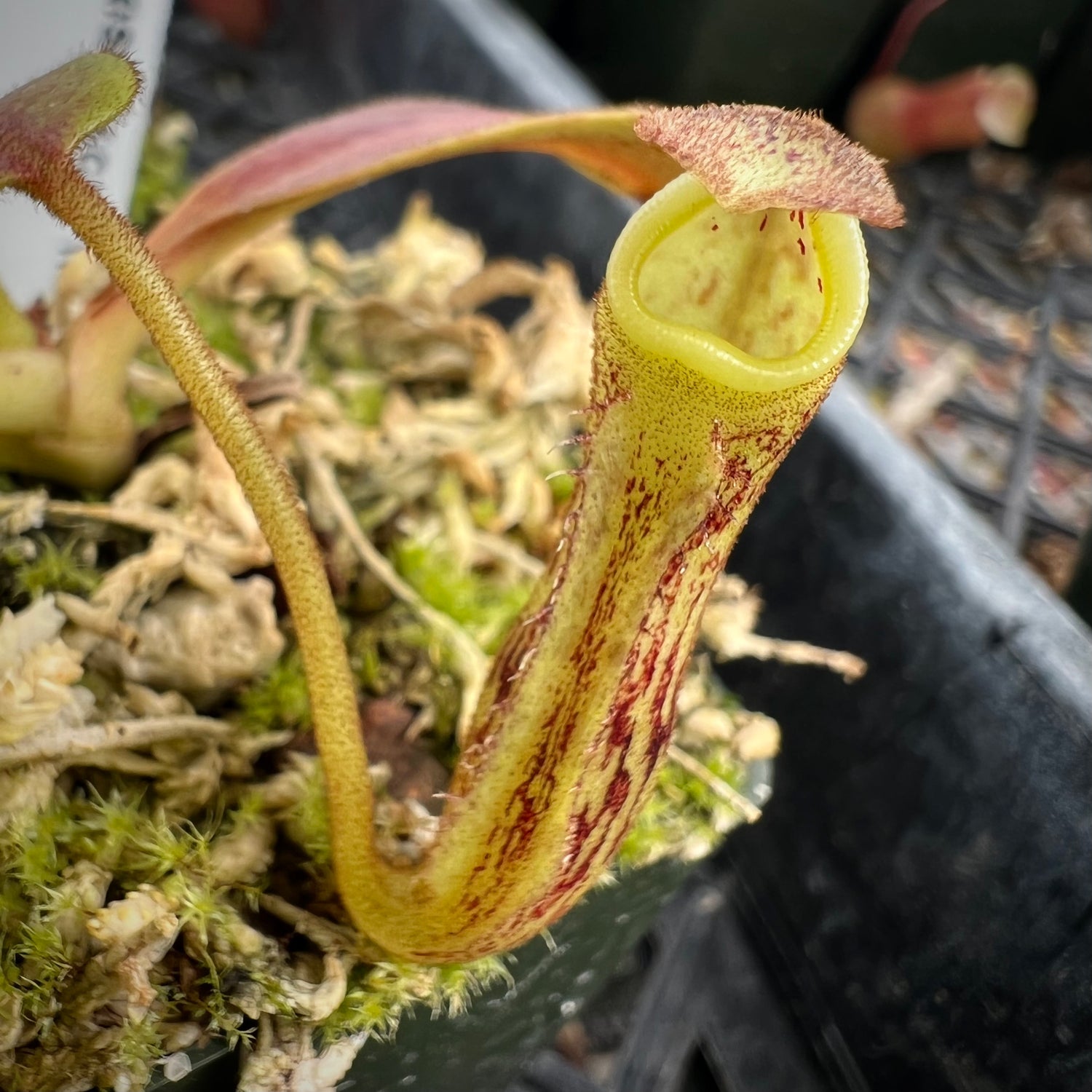 Nepenthes zakariana ‘Mamut’ Potted