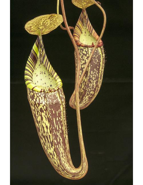 Nepenthes spectabilis ‘Giant’ Gunung Perkinson Potted