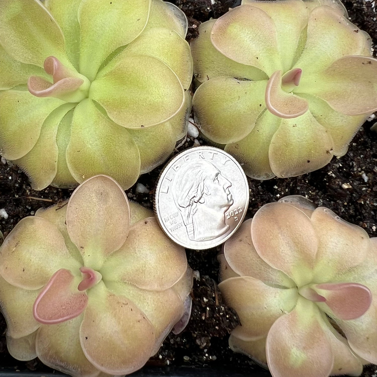 Pinguicula x 'Sethos' BARE ROOT