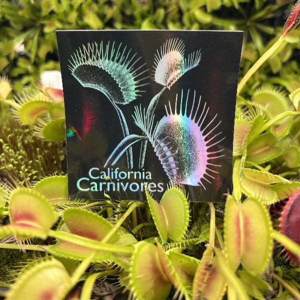 CalCarn Sticker Holographic Venus Flytrap