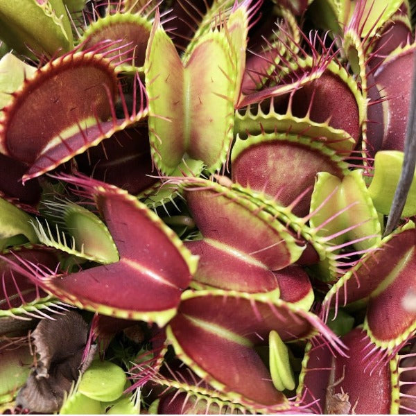 Dionaea Ginormous