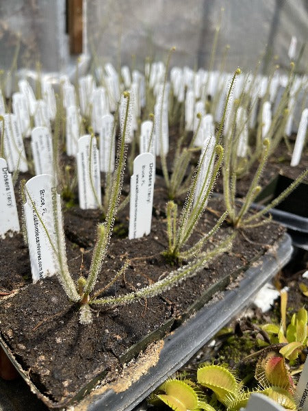 Drosera tracyi Bruce Fl Sundew