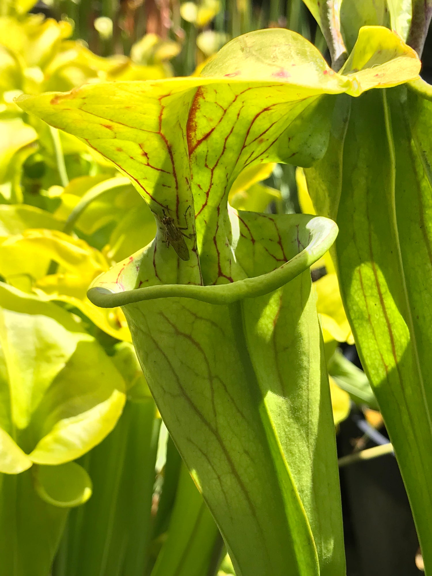 Sarracenia oreophila Potted