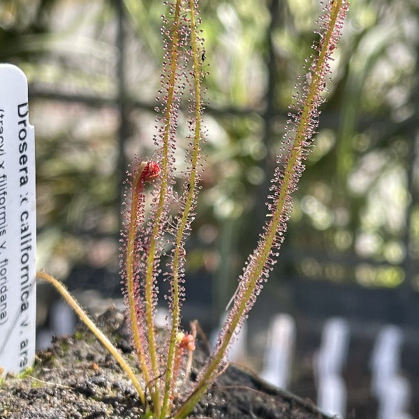 Drosera creamsicle sundew