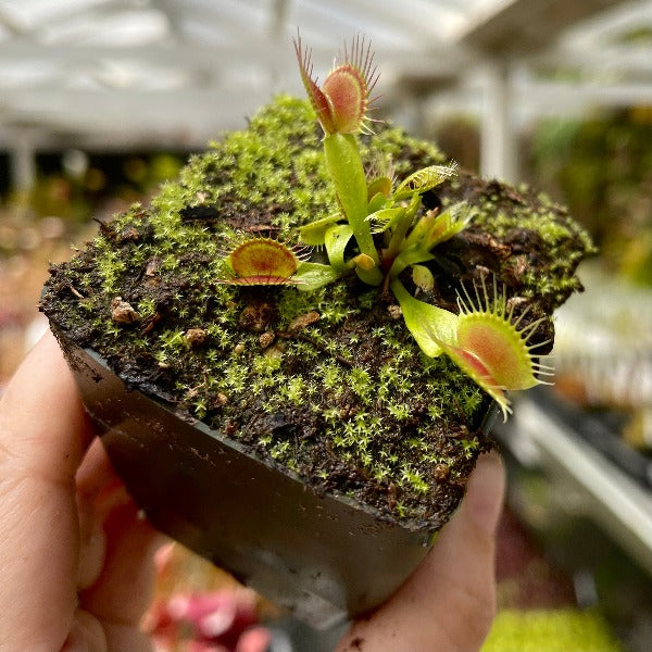 Dionaea Phalanx