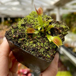 Dionaea Phalanx