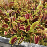 Dionaea sunrise