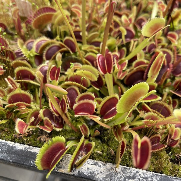 Dionaea sunrise