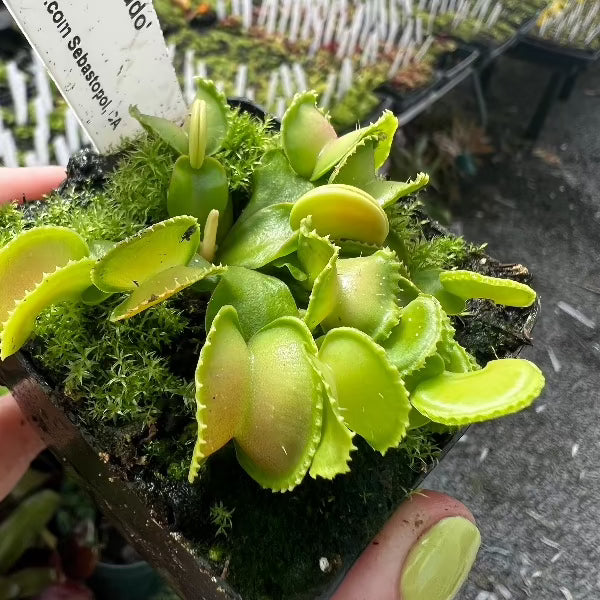 Dionaea GJ Giant Cudo