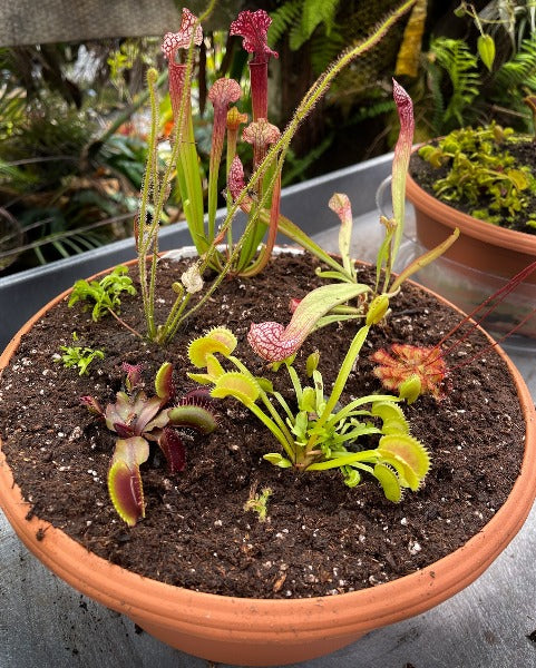 carnivorous plant bog