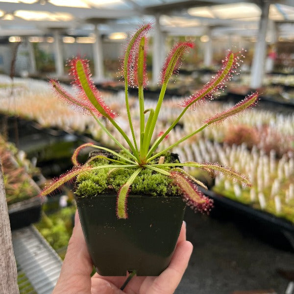Drosera Lotus Eater Sundew