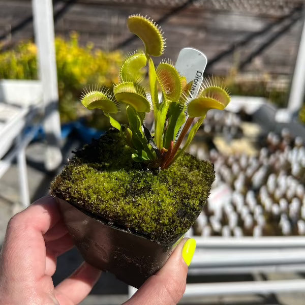 Dionaea Creeping Death