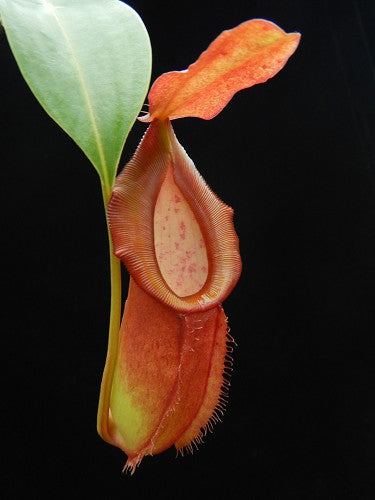 Nepenthes spathulata x dubia Potted