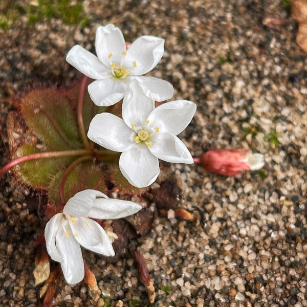 Drosera tubaestylis sundew