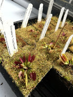 Dionaea Coq Coche