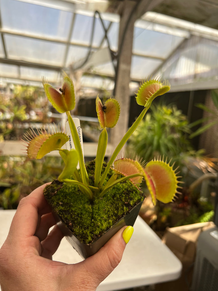 Dionaea m. 'King Henry' Potted