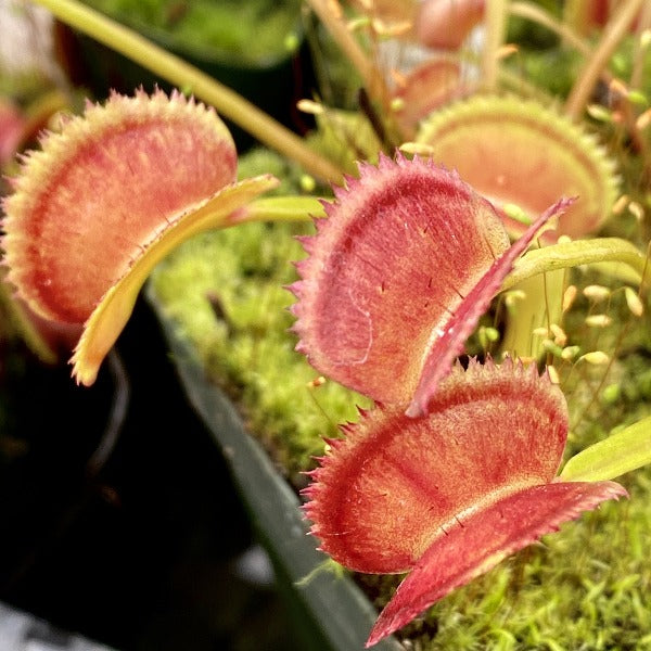 Dionaea Seeds Triangular Teeth