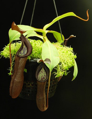 Nepenthes ramispina x robcantleyi Potted