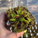 Dionaea Venus Flytrap