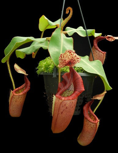 Nepenthes glandulifera x veitchii Potted