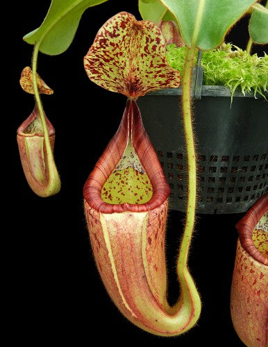 Nepenthes glandulifera x veitchii Potted